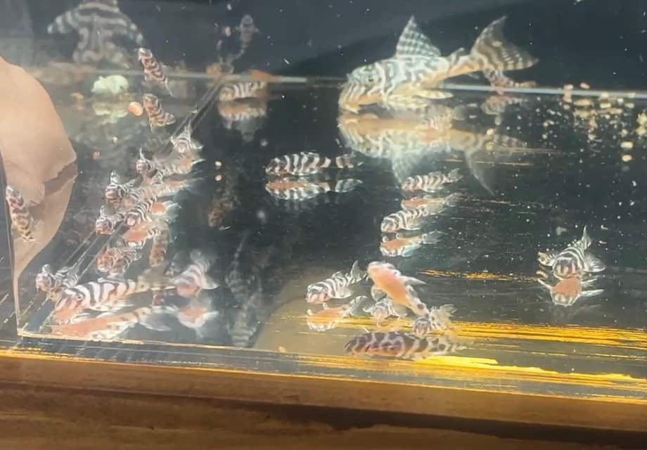 ブリーディング環境