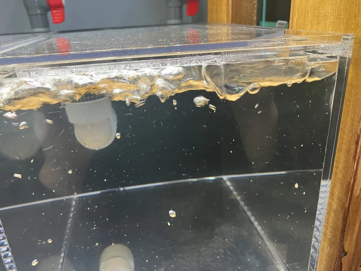 キンペコの稚魚が目に見えて大きくなってきました！！