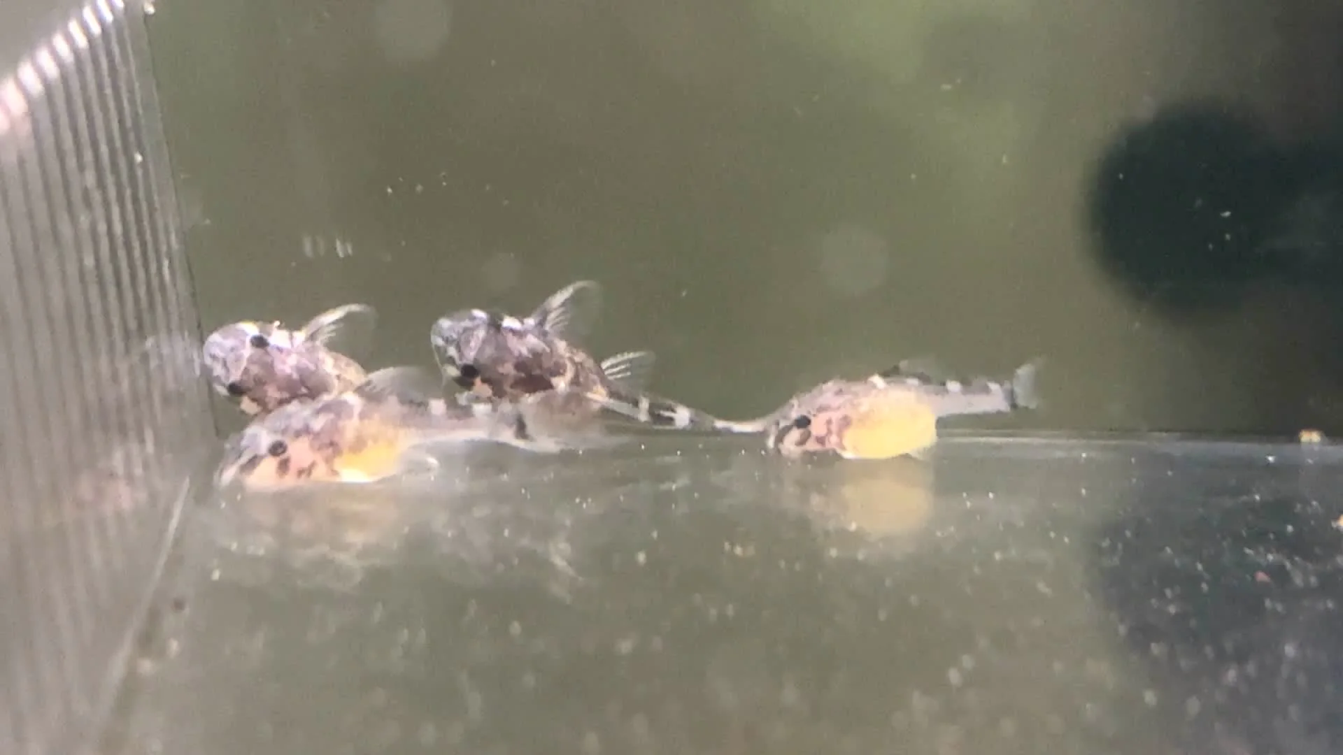 稚魚